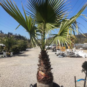 Mexická palma (Washingtonia Robusta) – výška kmeňa 60-80 cm, celková výška 160-180 cm, obvod listov +-110 cm (-4°C) 
